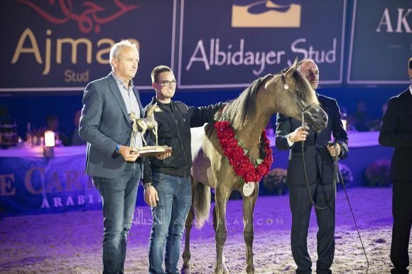 جاسيد كي ايه (كيو آر مارك x جوماليا نوتياك) مربط نوك – بلجيكا.
