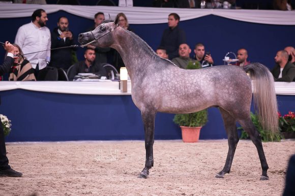 إي كي اس فراج (ابن فريد x إي كي اس بنت حلوة) مربط الخشاب – الكويت.
