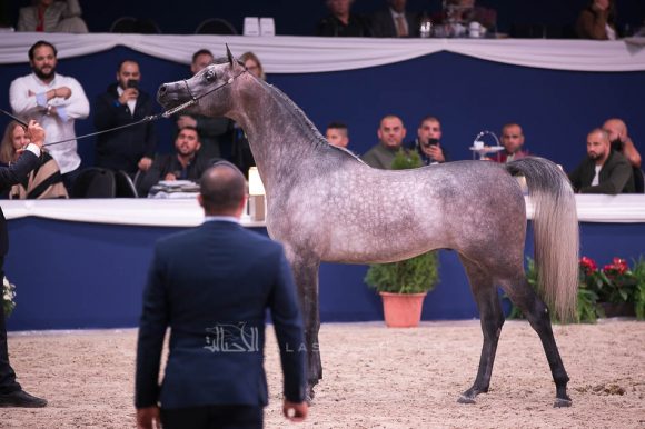 إي كي اس فراج (ابن فريد x إي كي اس بنت حلوة) مربط الخشاب – الكويت.
