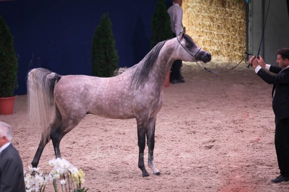 اتش ال الغندور (اتش بي شاكر تي إي x لونكو باي ماريا) مربط هنايا – سويسرا.
