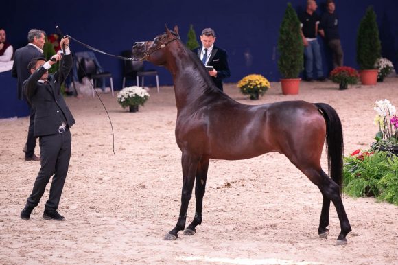 دي ابن رشيم (اف ايه الرشيم x انجليكا) مربط مارتيرس- اليونان.
