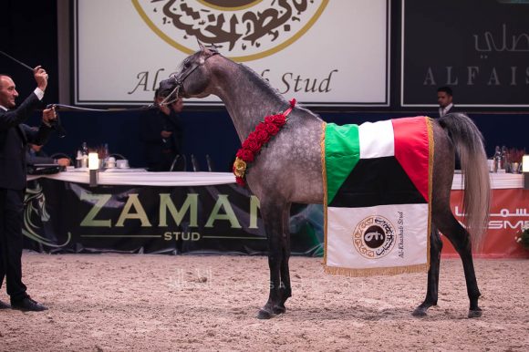 إي كي اس فراج (ابن فريد x إي كي اس بنت حلوة) مربط الخشاب – الكويت.
