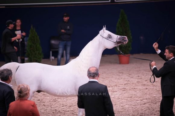 شنغهاي إي ايه (دبليو اتش جستس x سليمة إي ايه) مربط عجمان- الإمارات.
