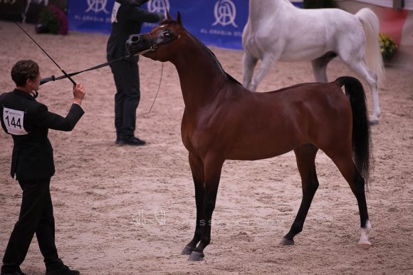 شادي الخالدية (اف شمال x ليان الخالدية) مربط عبدالهادي رضا.
