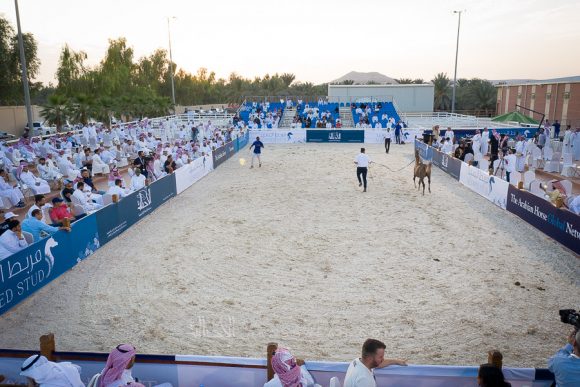 DJI_0115ALsayed auction alassalah