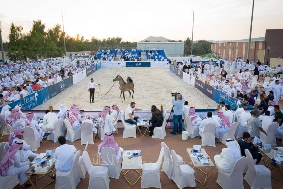 DJI_0121ALsayed auction alassalah