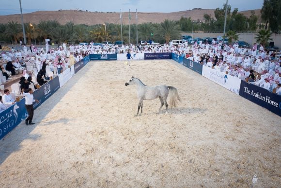 DJI_0132ALsayed auction alassalah