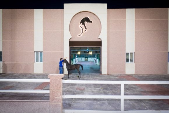 DJI_0154ALsayed auction alassalah