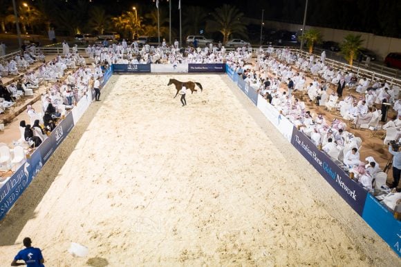 DJI_0166ALsayed auction alassalah