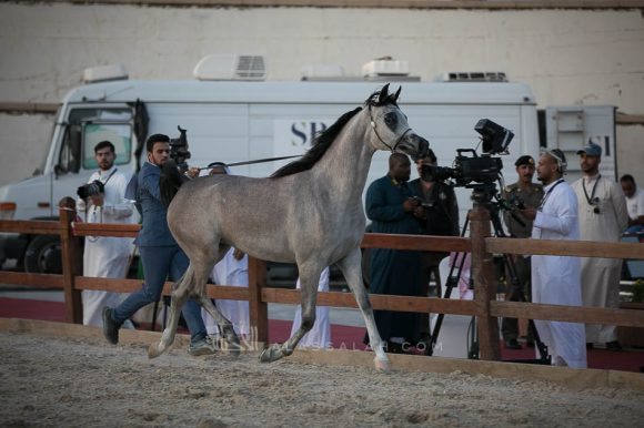 الكسنترا (اكسالتا x  دي ايه اليجنترا) عبدالله بن احمد بن عبدالعزيز القاسم