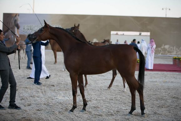 سارا التنهاة (كنز البداير x  استفانا دبليو) مربط التنهاة