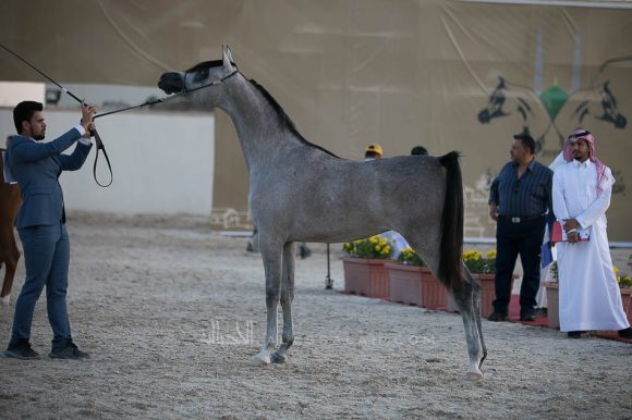 الكسنترا (اكسالتا x  دي ايه اليجنترا) عبدالله بن احمد بن عبدالعزيز القاسم