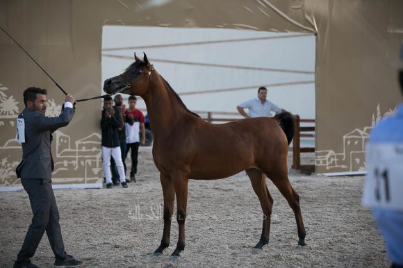 حلا السابعة (اكستريم دريم x  اندلس لوف جي) مربط الثامرية