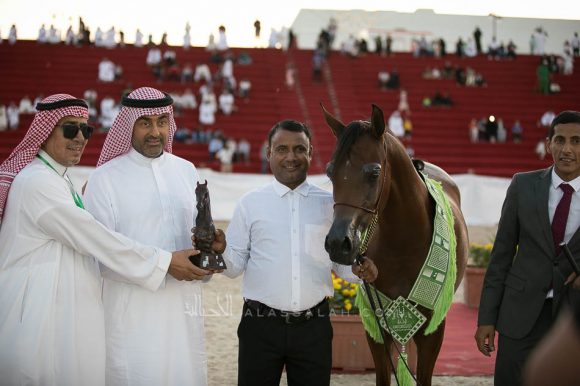 سارا التنهاة (كنز البداير x  استفانا دبليو) مربط التنهاة