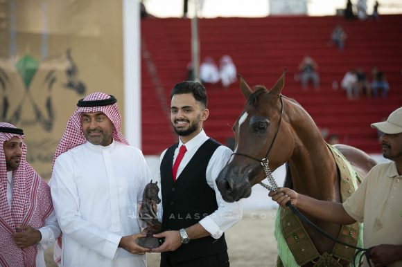 حلا السابعة (اكستريم دريم x  اندلس لوف جي) مربط الثامرية