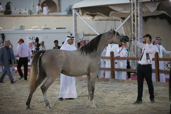 جنى ام ان ام (فياض الفياض x  اجا شالينا) مربط النصار