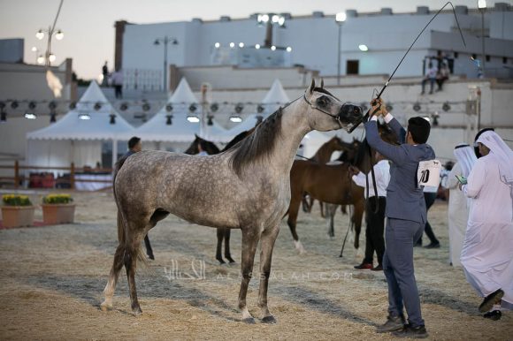 نوير القاسمية (ريفليوشن x  اس اتش جميله) مربط القاسمية