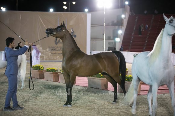 فرح ايه سي (مرحبا x هيارت اوف جولد ايه سي) مربط الفيصلي