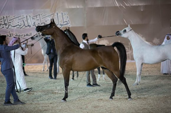 فرح ايه سي (مرحبا x هيارت اوف جولد ايه سي) مربط الفيصلي
