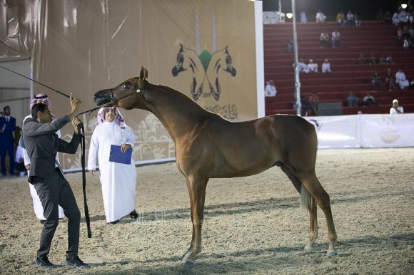 نجيب الصواري (رازي الخالدية x نيجيلا) مربط المجد