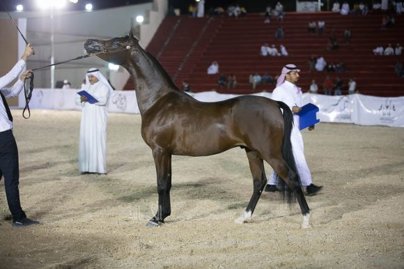 طرف الطرف (كحيل الشقب x عمالية) مزرعة الطرف