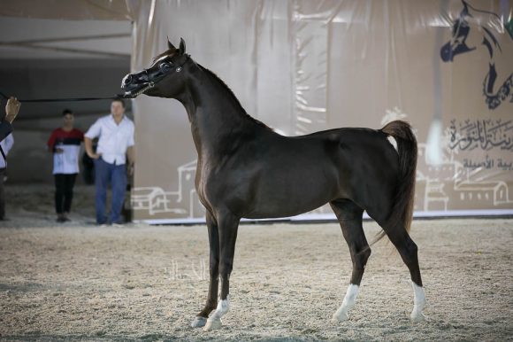 مشعل ايه ام (ابها قطر x سارة المحمدية) مربط صالح عبدالرحمن الوابل