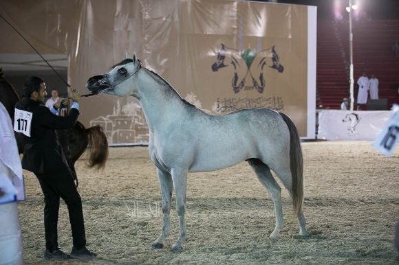 الجبيل (اس ام ايه ماجيك ون x سولى البداير) مربط المجد