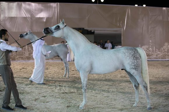 جوست اوف جلوري (دبيليو اتش جستس X بيس جلوريا) مربط الشموس