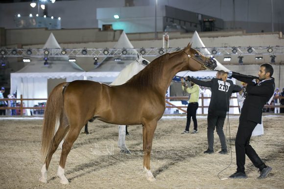 مروان سايكي (مروان X الماغنفيكو) مربط الدرعية