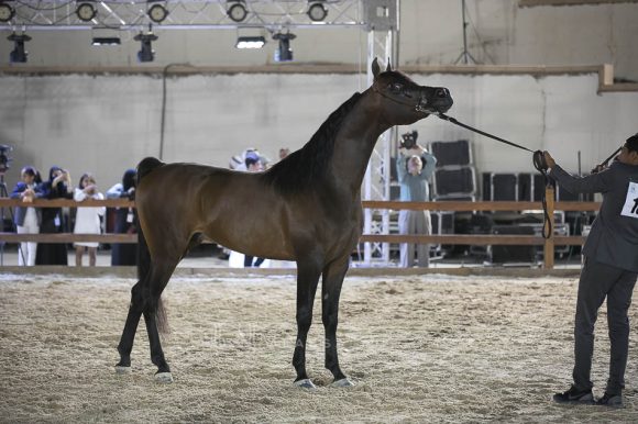 اوس ابولو (لاورنس الغزال x انو الوطن) مربط المخلديات