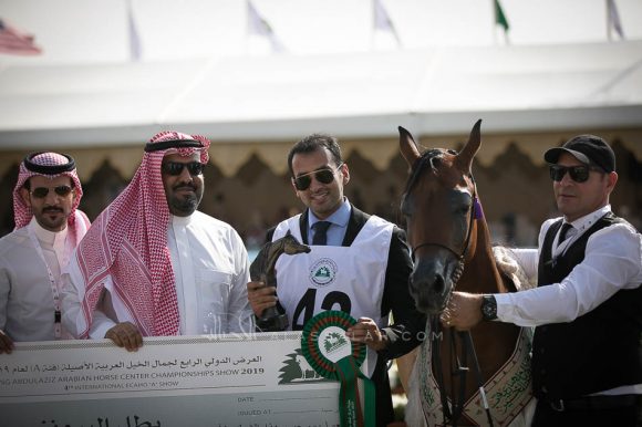 سانقريا (كنز البداير x جي سي ال إي ماريس) مربط الدهامية.
