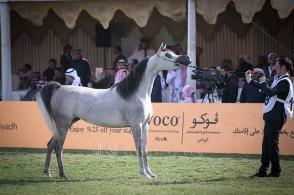 انا ام سي (تيتان ايه اس x ديفينا باسيون) مربط الخشاب.
