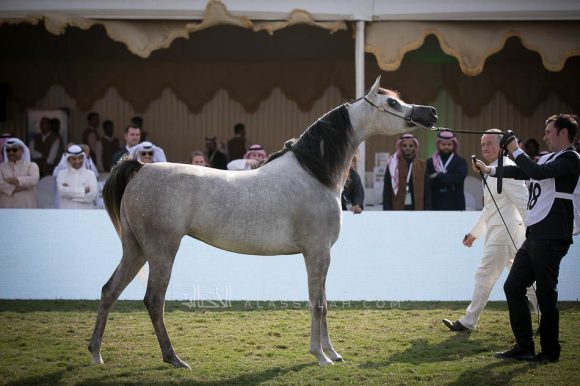 انا ام سي (تيتان ايه اس x ديفينا باسيون) مربط الخشاب.
