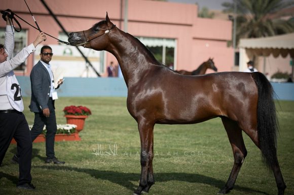 رنوير دي مار (ار اف اي فريد x ايزاباو دي مار او اس) مربط الدانات.
