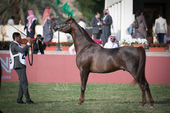 صادح الخالدية (رازي الخالدية x ايفننج فنتسي) مربط المجد.
