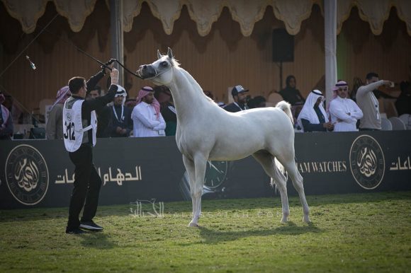 هلال الخالدية (باندريوس x هالة الخالدية الثالثة) إسطبلات الخالدية.
