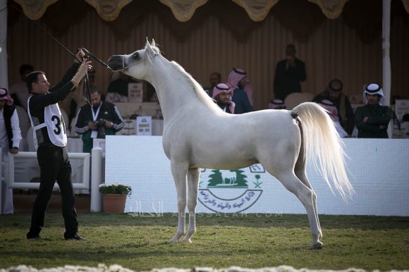 هلال الخالدية (باندريوس x هالة الخالدية الثالثة) إسطبلات الخالدية.
