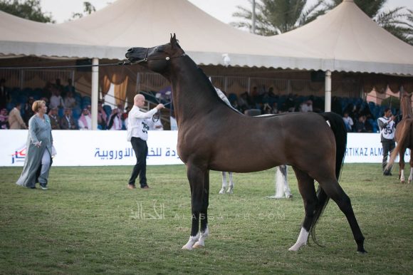 اكواتور (كيو ار ماركx اكليبتيكا) مربط المخلديات.
