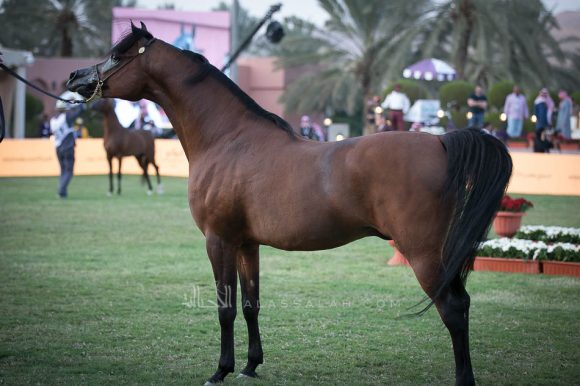 رازي الخالدية (ماركيز كاهرx هالة) إسطبلات الخالدية.
