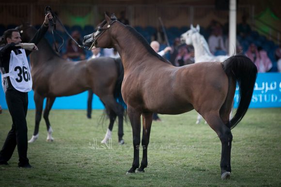 رازي الخالدية (ماركيز كاهرx هالة) إسطبلات الخالدية.
