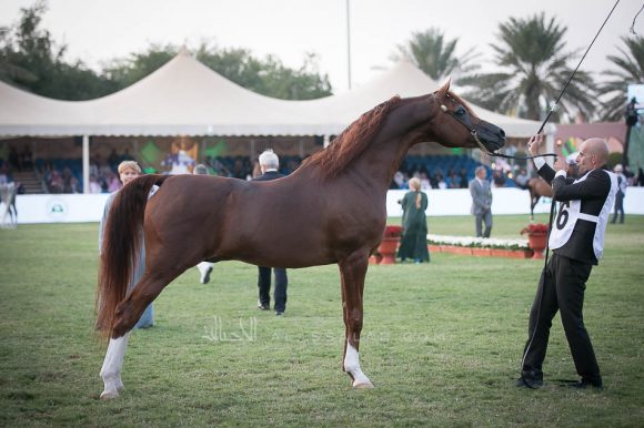 ايدن سي (انزوx سيلكن سابل) مربط السيد.
