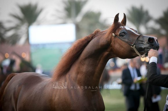 ايدن سي (انزوx سيلكن سابل) مربط السيد.