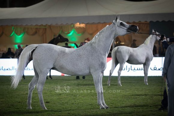 بيبيتا (اكسترن x بيبزا) مربط أكمل.
