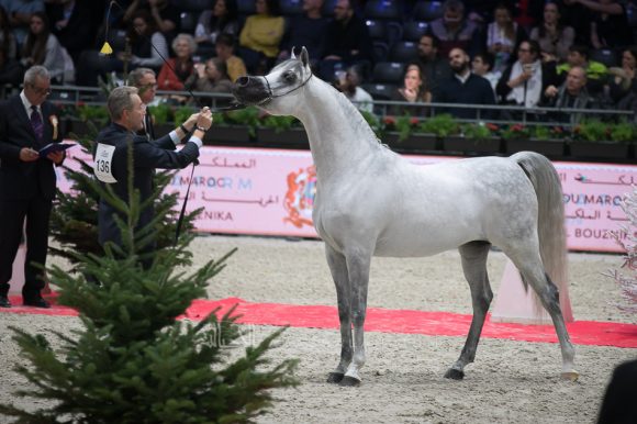سانداون كي ايه (كيو آر مارك x ال سيرنيلا) مربط الصقران – الكويت