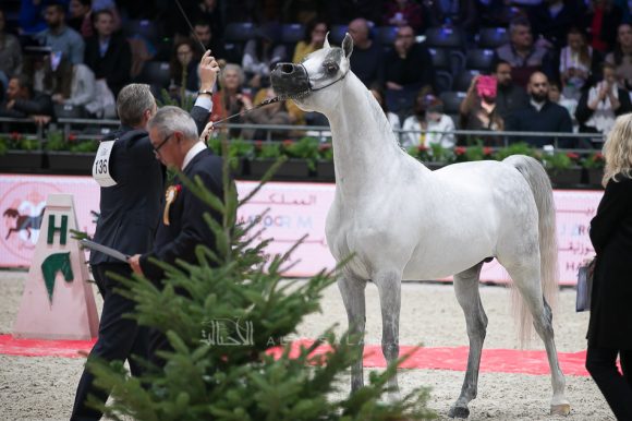 سانداون كي ايه (كيو آر مارك x ال سيرنيلا) مربط الصقران – الكويت