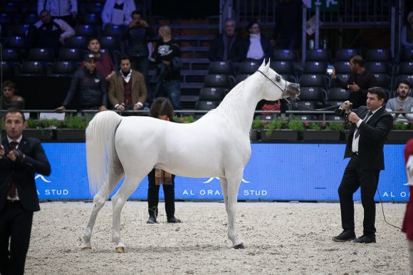 شنغهاي إي ايه (دبليو اتش جستس x سليمة إي ايه) مربط عجمان – الإمارات