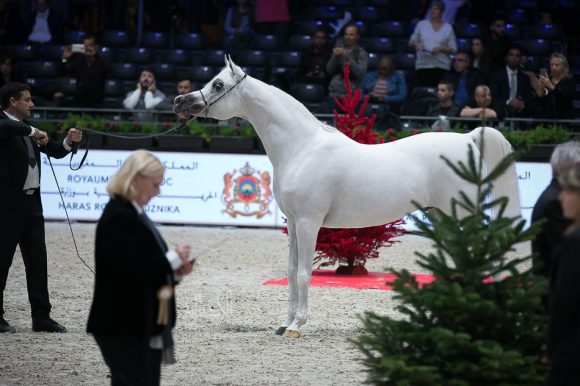 شنغهاي إي ايه (دبليو اتش جستس x سليمة إي ايه) مربط عجمان – الإمارات