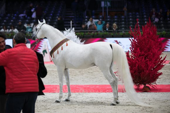 ادهم صقر (امبريال مادوري xاميرة صقر) مربط الفريدة – مصر