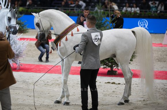 ادهم صقر (امبريال مادوري xاميرة صقر) مربط الفريدة – مصر