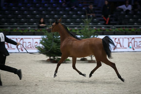 أضواء العرب (اميرالد جي x  اتش كي جوجو ار ال سي) مربط العرب – السعودية